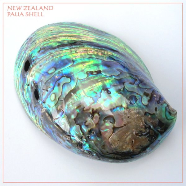 画像2: 天然ニュージーランド・パウアシェル (2)