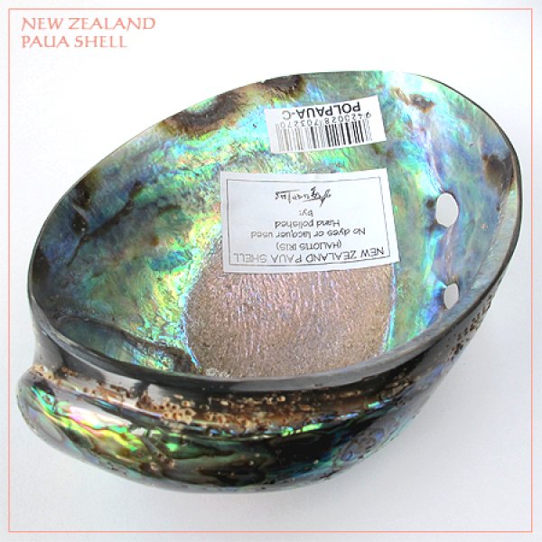 画像4: 天然ニュージーランド・パウアシェル (4)